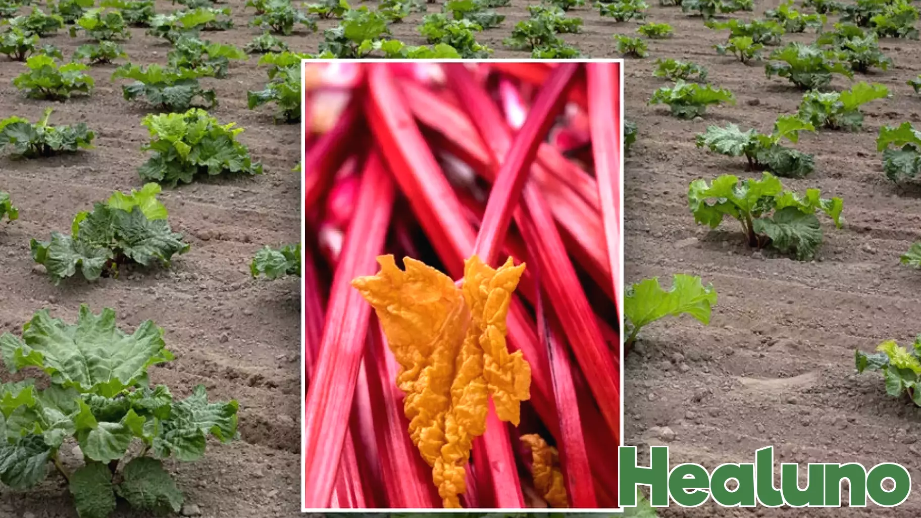 Discover the Health Benefits of Rhubarb and Creative Ways to Enjoy It