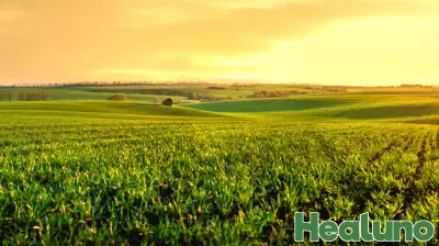 Advancing Rural Health: Insights from the Milbank State Leadership Network